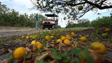 After Hurricane Ian, Florida citrus and agriculture struggle