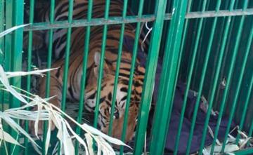 Tiger, Roaming In Bhopal College For Over 10 Days, Captured