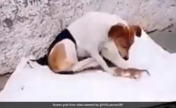 Watch: VVS Laxman Shares A Video Of A Dog Taking Care Of Orphaned Kittens