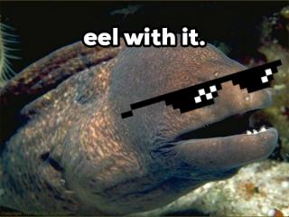 Eels are a complete f*cking enigma, and here is why (8 Photos and GIFs)