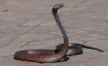 Five-Feet-Long Snake Rescued At Delhi Secretariat Building