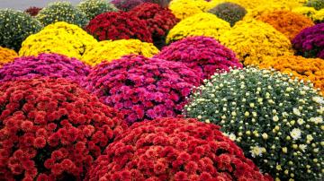 Don't Throw Out Your Fall Mums