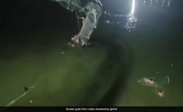 Video: People Swim In River After Gujarat Cable Bridge Snaps