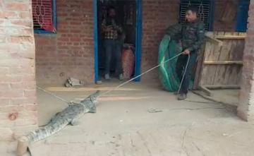 Video: Family Was Sleeping, Crocodile Enters House In Search Of Food