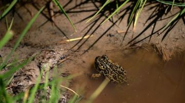 New, unusual court bid in fight over endangered Nevada toad