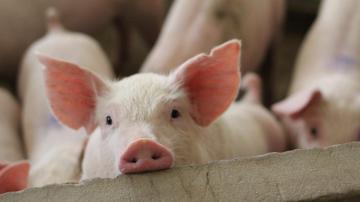 Don’t Fall for the ‘Pig Butchering’ Scam