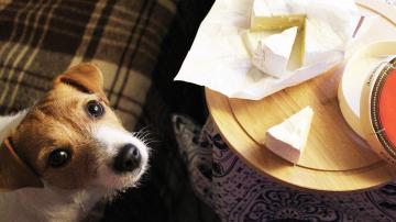 You Can Fix Your Dog’s Begging Before Thanksgiving Arrives