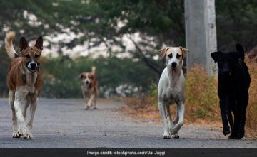 "Keeping Stray Dogs Does Not Mean...": Supreme Court Cautions Pet Owner