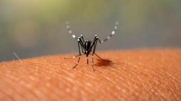 What to Know About the Deadly Mosquito-Borne Disease Showing Up in Arizona