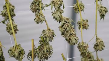 State: New York's first pot crop jeopardized by court fight
