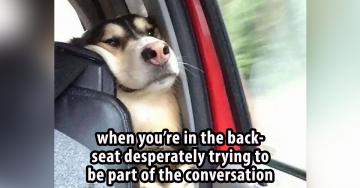 Memes that prove dogs are the undefeated comedy champions (25 photos)