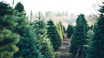 The Best-Smelling Types of Live Christmas Trees