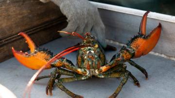 Whole Foods decision to pull lobster divides enviros, pols