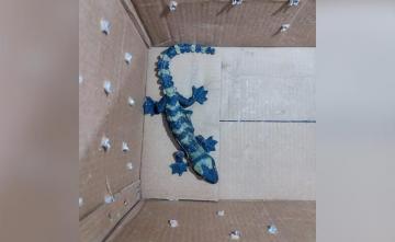 Rare Tokay Gecko Lizard Seized In Bihar, 5 Arrested: Police