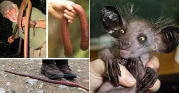 You won’t believe your eyes when you see these weird-looking creatures (26 Photos)