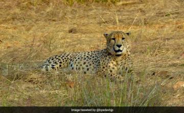 "Turning Ecological Wrong Into...": Minister's Update On Cheetahs In Kuno