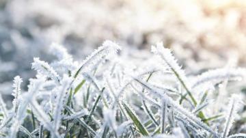 Stop Killing Your Lawn in the Winter