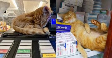 These cats don’t own the shop, but they sure act like it (31 Photos)