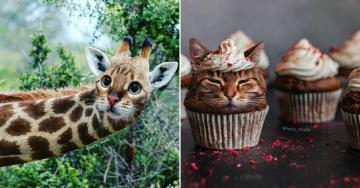 Cats making strange appearances thanks to Photoshop (35 Photos)