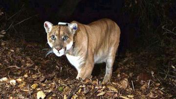 Famed Los Angeles mountain lion euthanized