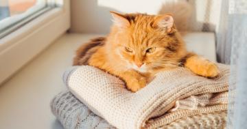 Wondering Why Your Cats Always Lie on Your Clothes? 2 Veterinarians Explain