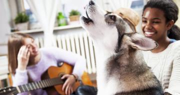 Love Those Singing-Dog TikToks? 2 Vets Explain Why Dogs Do It