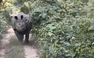 Video: Panic As Rhino Dashes Out Of Bush, Chases Tourists In Assam