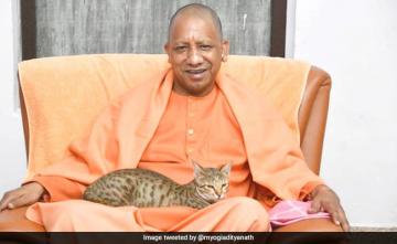 Yogi Adityanath Doting On Cats Goes Viral On Last Day Of 2022