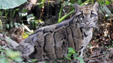 Clouded leopard missing from Dallas Zoo