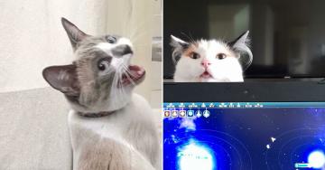 There’s no other word for it, these cats are just derps (32 Photos)