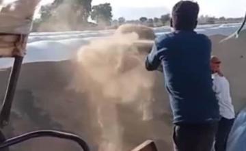 Video: Sand, Dust Found In Government-Procured Wheat In Madhya Pradesh