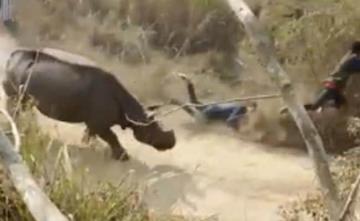 Video: Rhino Charges Through A Crowd In Assam, 2 Injured