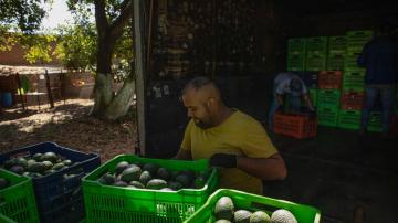 Route to Super Bowl is long, dangerous for Mexican avocados