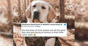 Why is the Oklahoma Wildlife Conservation my new favorite Twitter? (30 Photos)