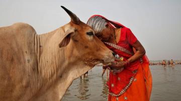 Indian government asks people to hug cows on Valentine's Day