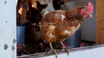 Chicken farmers say their eggs could help reduce prices