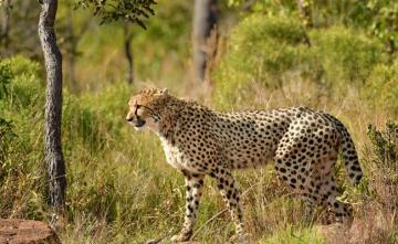 India To Get More Than A Dozen Cheetahs From South Africa: Union Minister