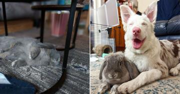 Bunnies are adorable little jerks, and we love them all (30 Photos)