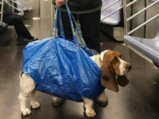 People’s Hilarious Responses to NY’s New Subway Dog Rule