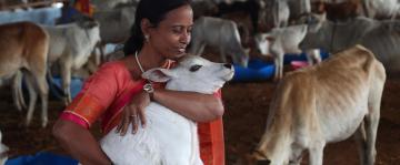 Indian gov't withdraws appeal to hug cows on Valentine's Day