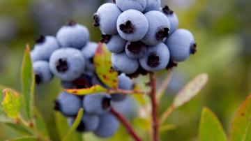 Maine blueberries vs. fly: US senator files bill to help