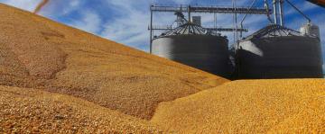 Mexico softens plan to ban imports of US GM feed corn
