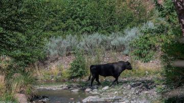 US forest issues kill order for feral cows in New Mexico