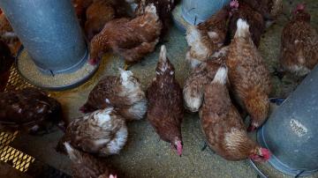 Bird flu costs pile up as outbreak enters second year