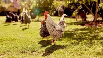 16 of the Best Backyard Chicken Breeds If You’re About That Life