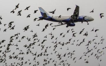 Delhi-Bound IndiGo Flight From Surat Diverted To Ahmedabad After Bird Hit