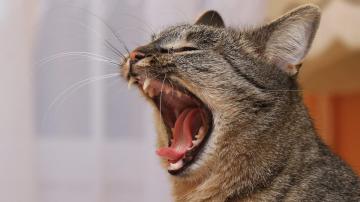 How to Tell If Your Cat's Teeth Are Hurting