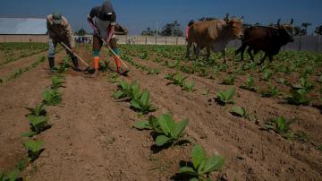 Cuba tobacco farmers recuperate after ruinous Hurricane Ian