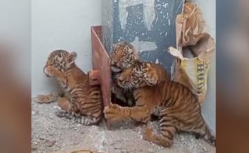 4 Cubs Found In Andhra Village, 300-Member Team Looks For Tigress