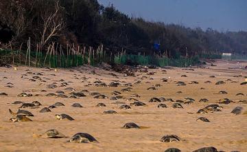 Over 3 Lakh Olive Ridley Turtles Arrive At Odisha Beach For Mass Nesting